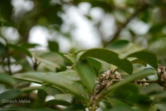 Chionanthus mala-elengi subsp. linocieroides